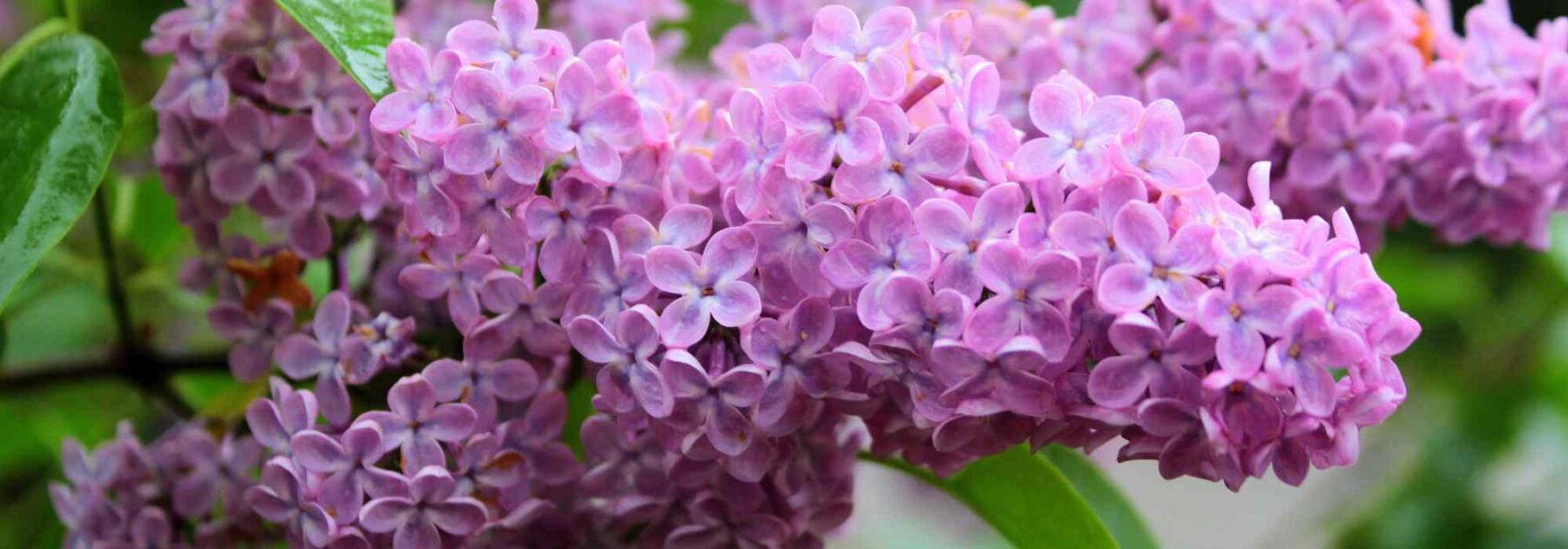 Lilas résistants à la sécheresse : faites le bon choix !