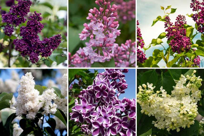 lilas syringa sélection de couleurs