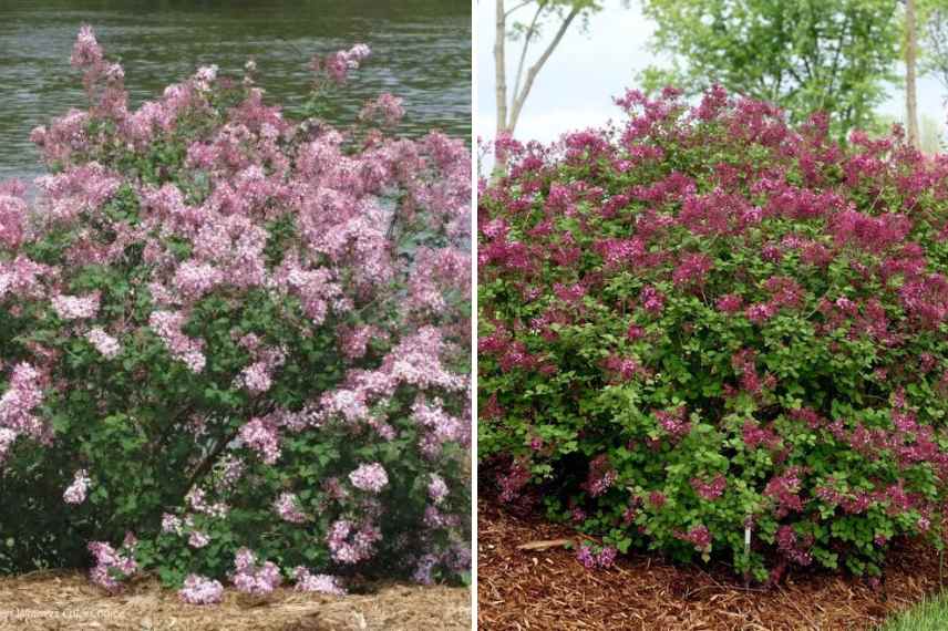 lilas syringa parfum intense