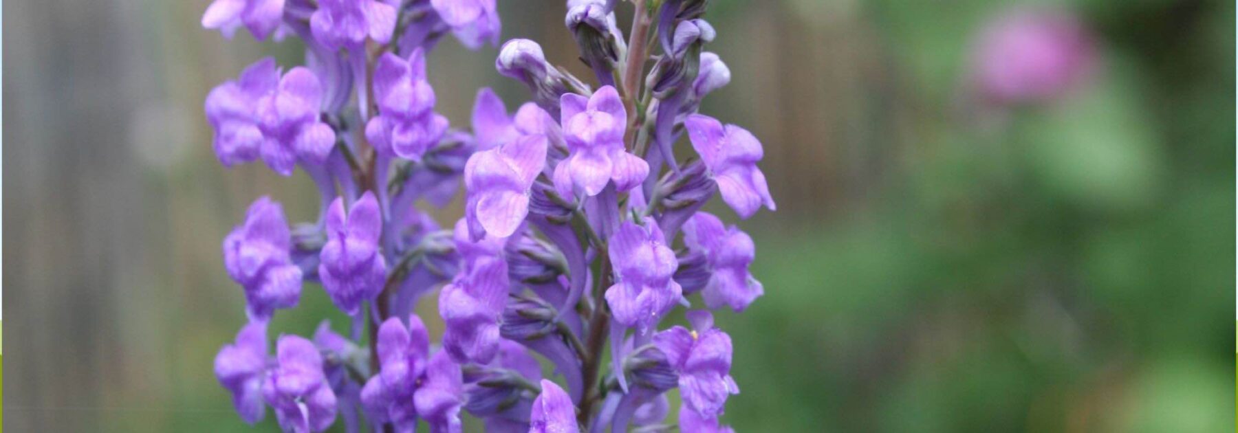 Cultiver les Linarias en pot : élégance et verticalité d'une fleur champêtre