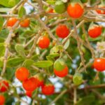 Lycium barbarum : quelle variété choisir pour déguster des baies de goji ?