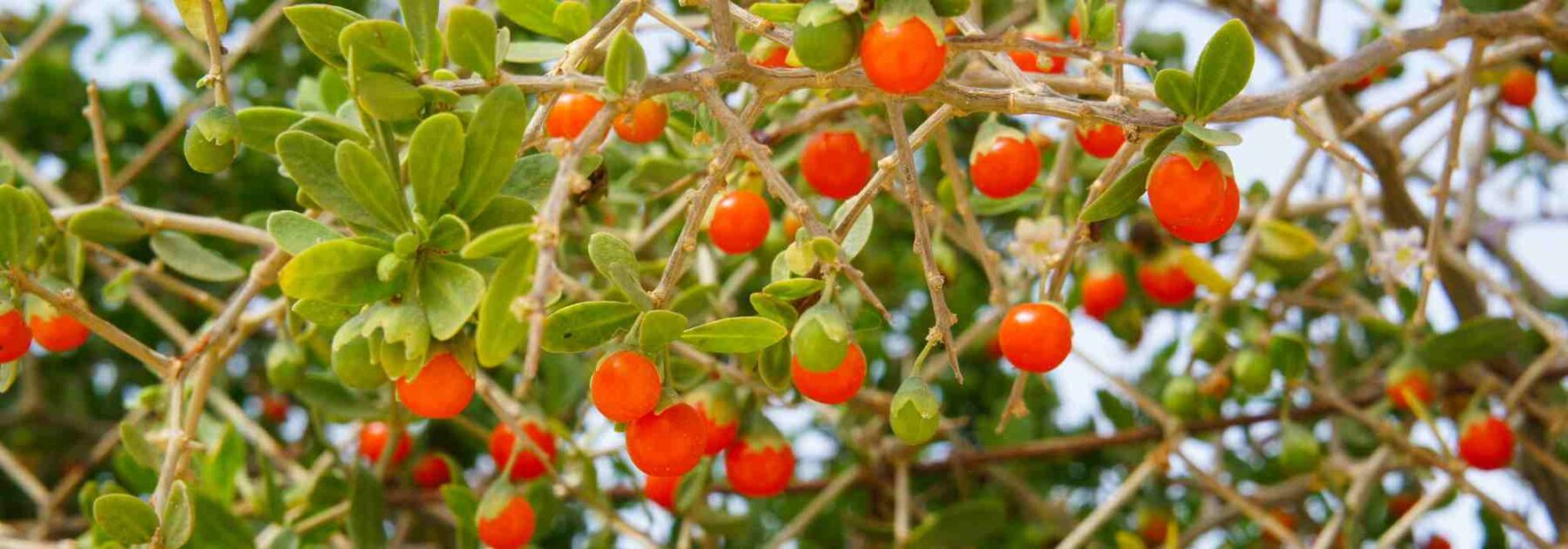 Lycium barbarum : quelle variété choisir pour déguster des baies de goji ?