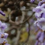 Les maladies et parasites du Paulownia