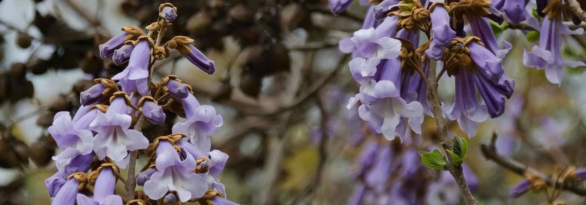 Les maladies et parasites du Paulownia