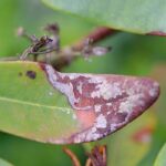 Maladies et parasites du rhododendron