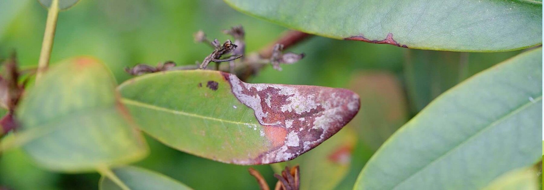 Maladies et parasites du rhododendron