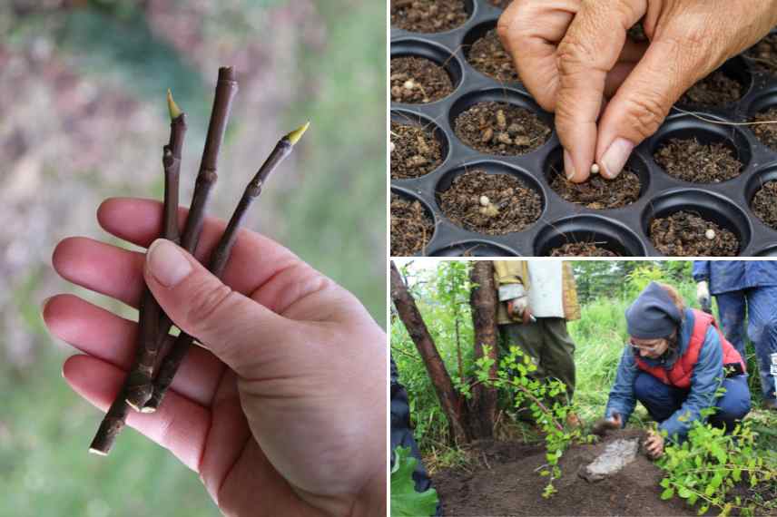 methodes de multiplication vegetaux plantes