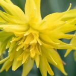 Narcisse à fleurs doubles : 9 variétés pour un printemps éclatant