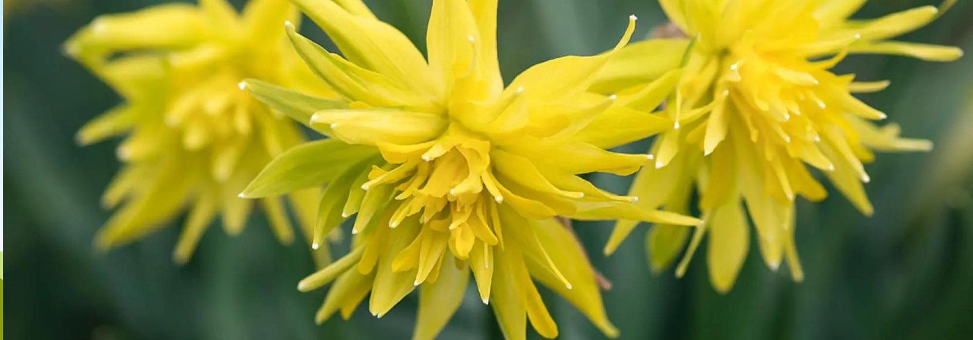 Narcisse à fleurs doubles : 9 variétés pour un printemps éclatant