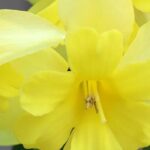 Les meilleurs narcisses à fleurs d'orchidée pour égayer votre jardin