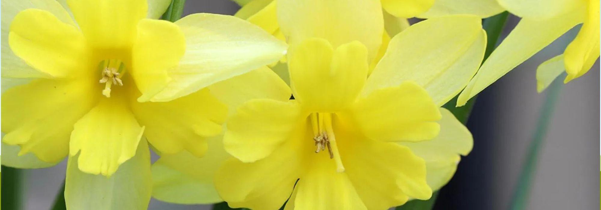 Les meilleurs narcisses à fleurs d'orchidée pour égayer votre jardin