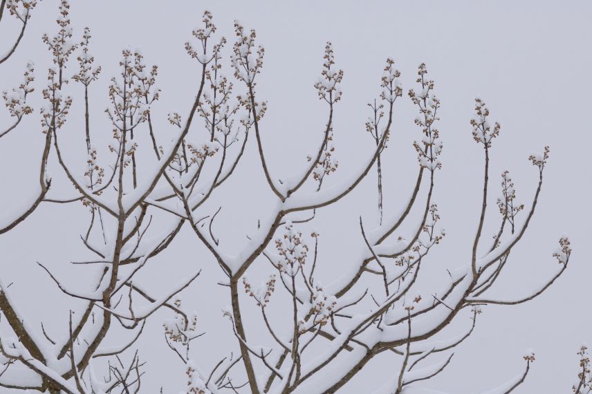 paulownia choix critères météorologiques