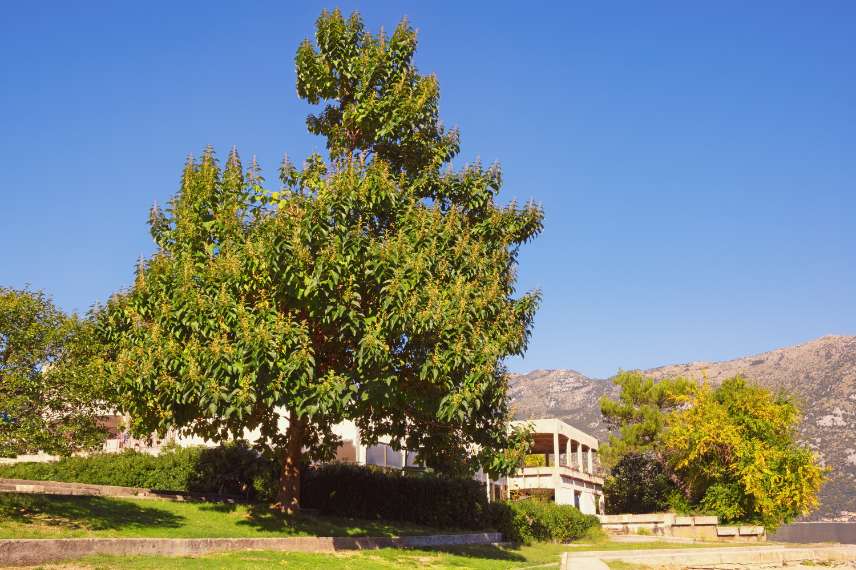 paulownia choix variétés entretien