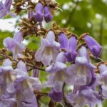 Choisir un paulownia : notre guide d'achat complet