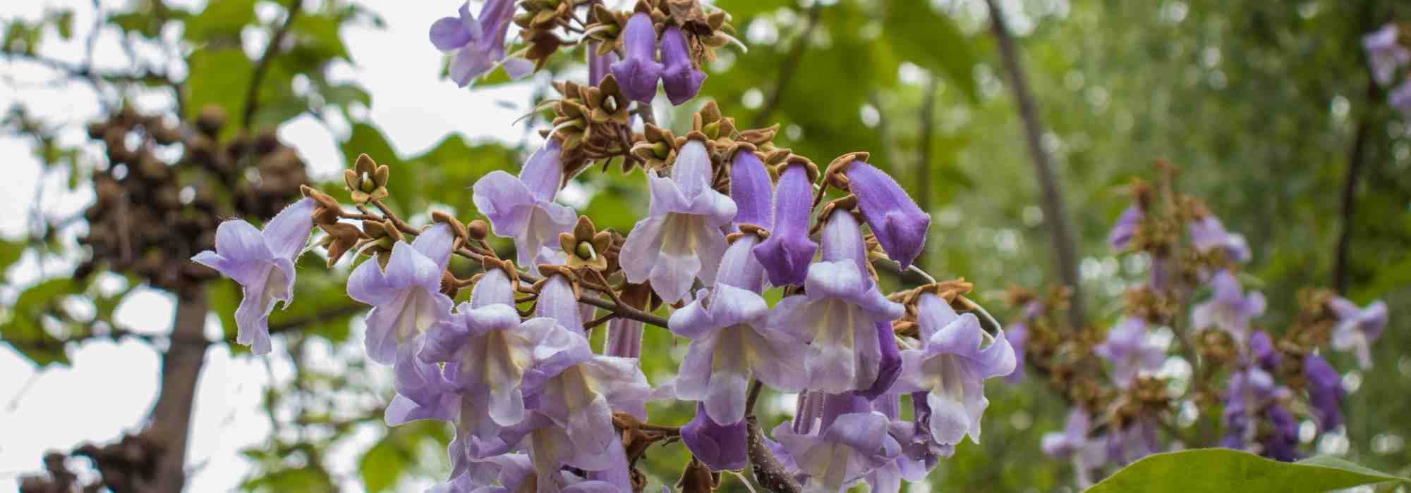 Choisir un paulownia : notre guide d'achat complet