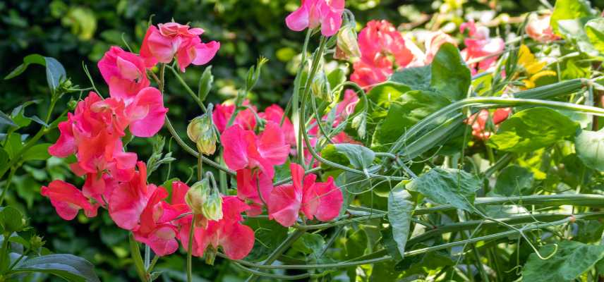 comment avoir de beaux pois de senteur