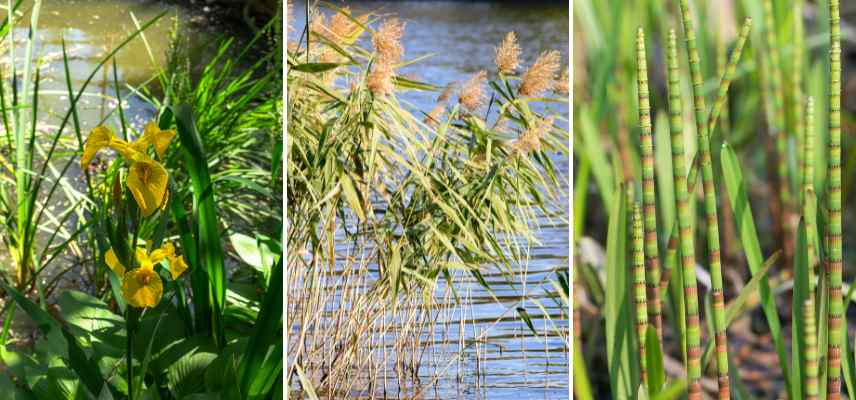 vegetation pour bassin