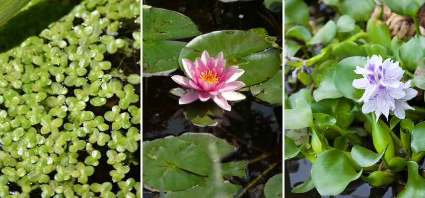 quelles plantes pour bassin