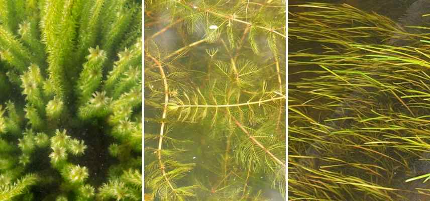 quelles plantes pour bassin mare