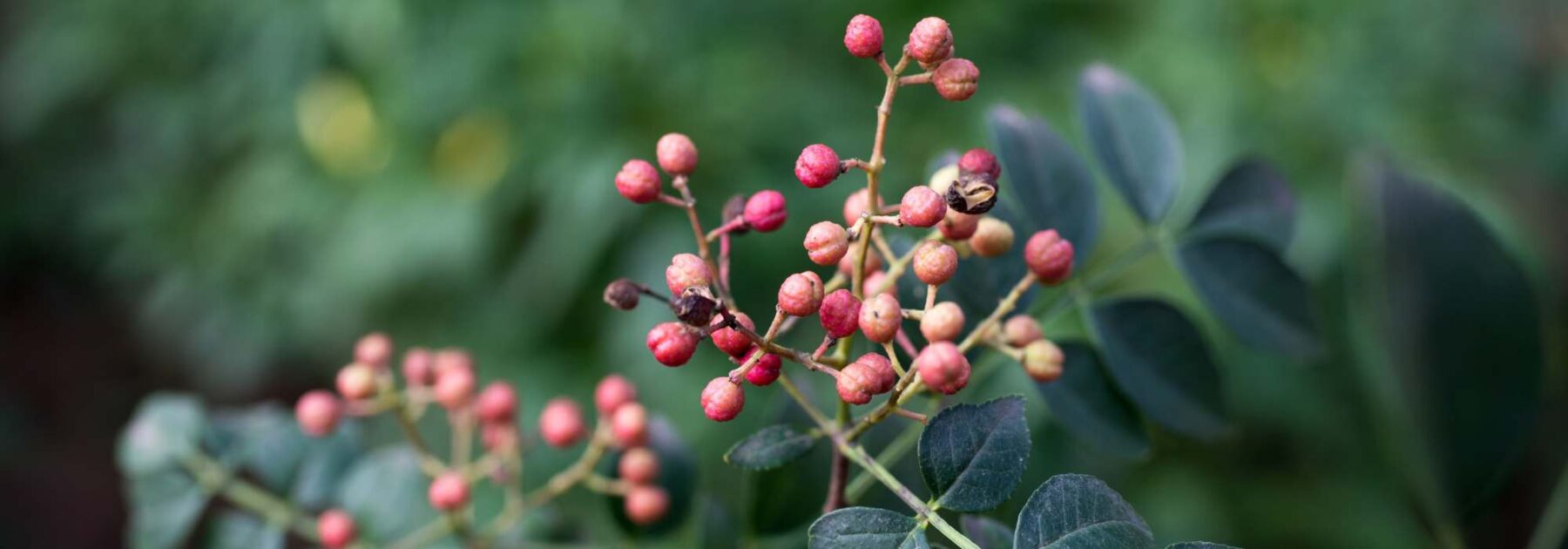 Choisir le poivrier idéal pour votre jardin : notre guide d'achat complet