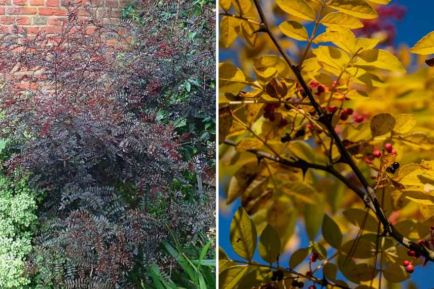 poivrier du sichuan zanthoxylum choix espèces ornementales