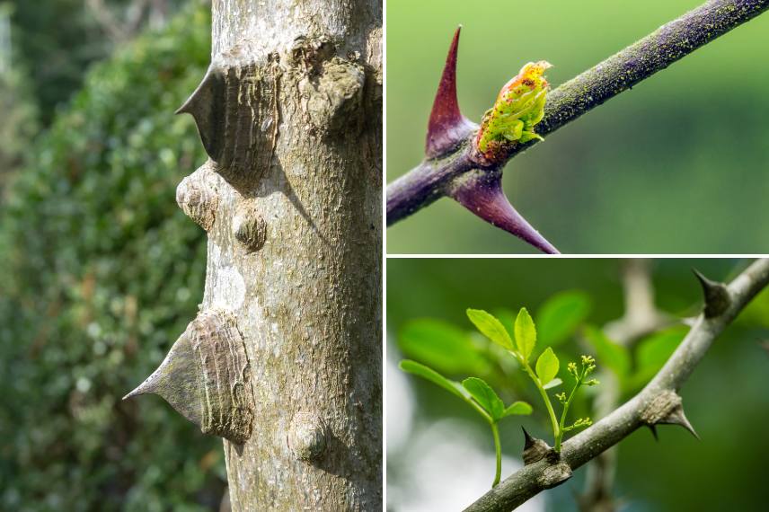 poivrier du sichuan zanthoxylum haie défensive