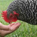 Jardinez pour vos poules : les plantes et céréales pour les nourrir