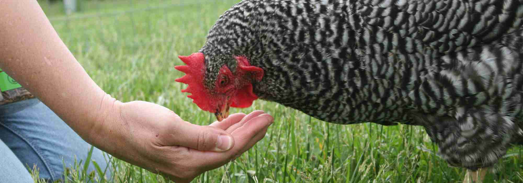 Jardinez pour vos poules : les plantes et céréales pour les nourrir