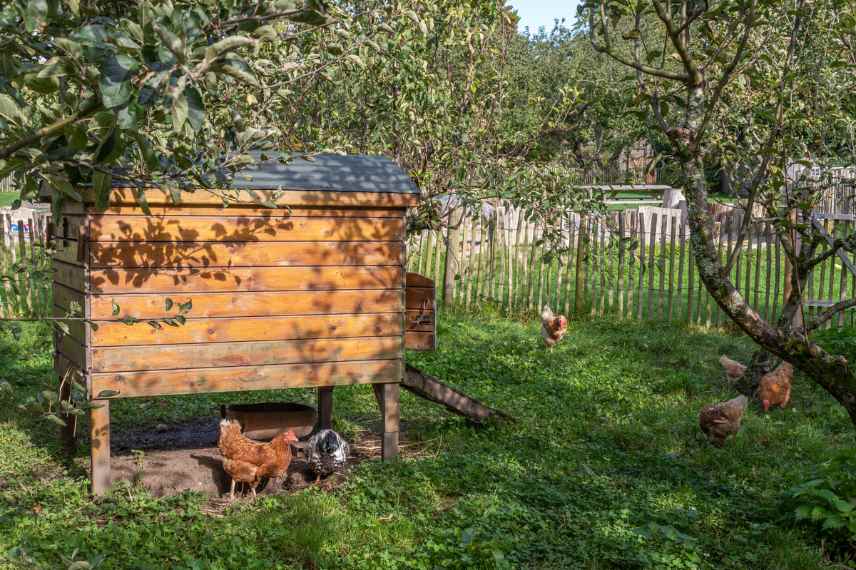 concilier poules et jardin 