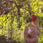 Poules au jardin : le guide pratique pour une cohabitation réussie