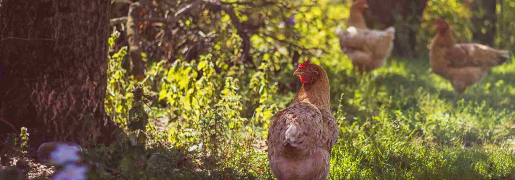 Poules au jardin : le guide pratique pour une cohabitation réussie