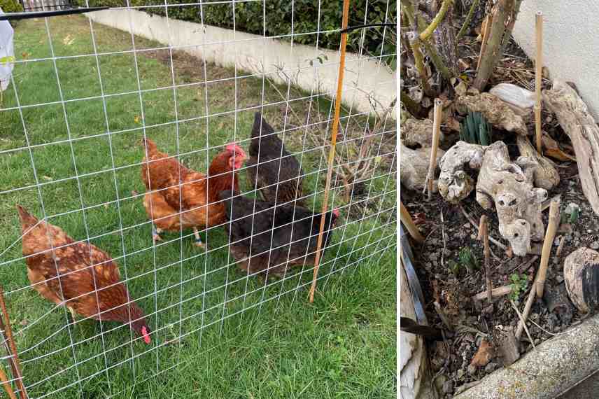 concilier poules et massifs jardin 