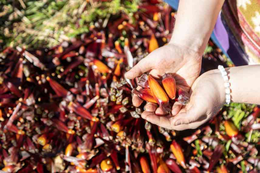 comment quand recolter graines araucaria