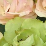 Ajoutez une touche d'originalité à votre jardin avec ces 7 roses insolites