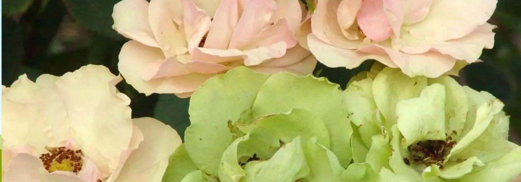 Ajoutez une touche d'originalité à votre jardin avec ces 7 roses insolites