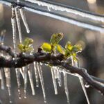 Les Saints de Glace : entre tradition et réalité météorologique