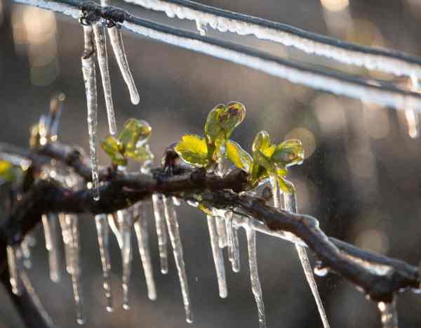 Les Saints de Glace : entre tradition et réalité météorologique