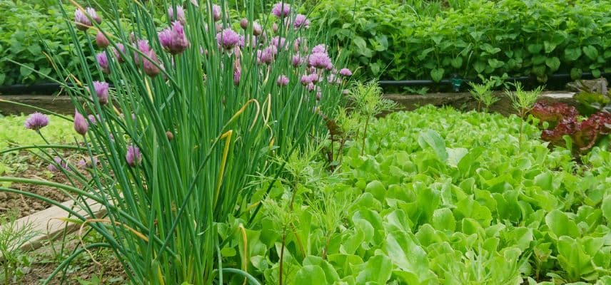 organiser son potager