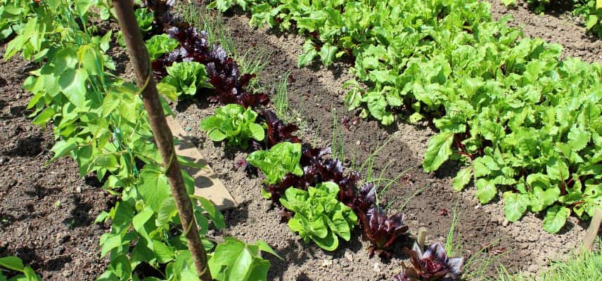 bien associer les légumes