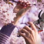 Comment tailler un cerisier du Japon ?