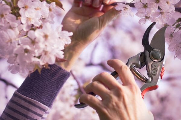 Comment tailler un cerisier du Japon ?