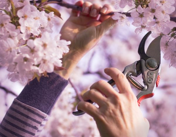 Comment tailler un cerisier du Japon ?