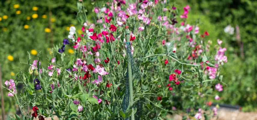 entretien pois de senteurs, lathyrus odoratus