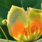 Maladies et parasites du Tulipier de Virginie