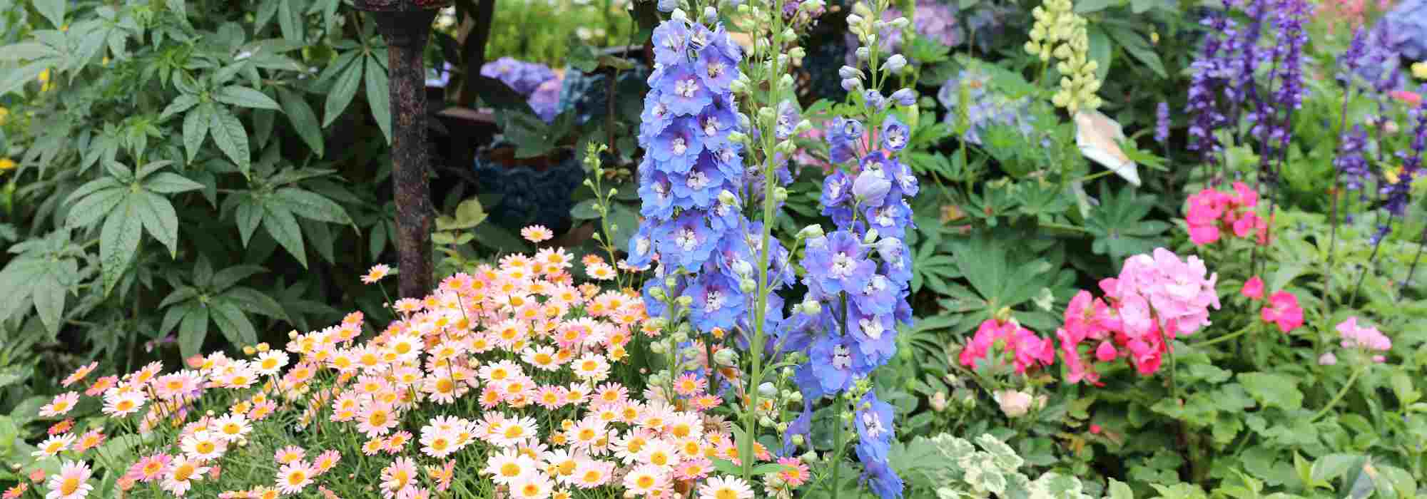 Vivaces gratuites : boostez votre jardin sans dépenser un centime