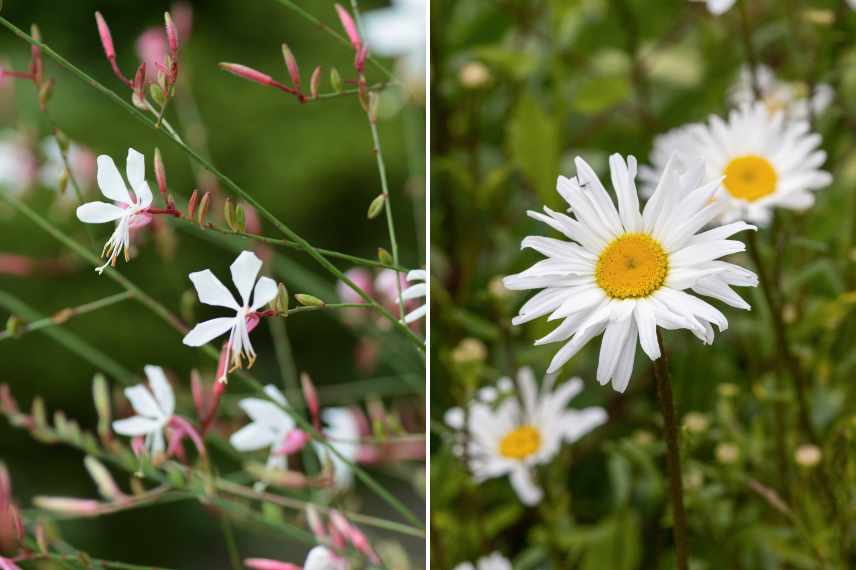 plantes vivaces economiques