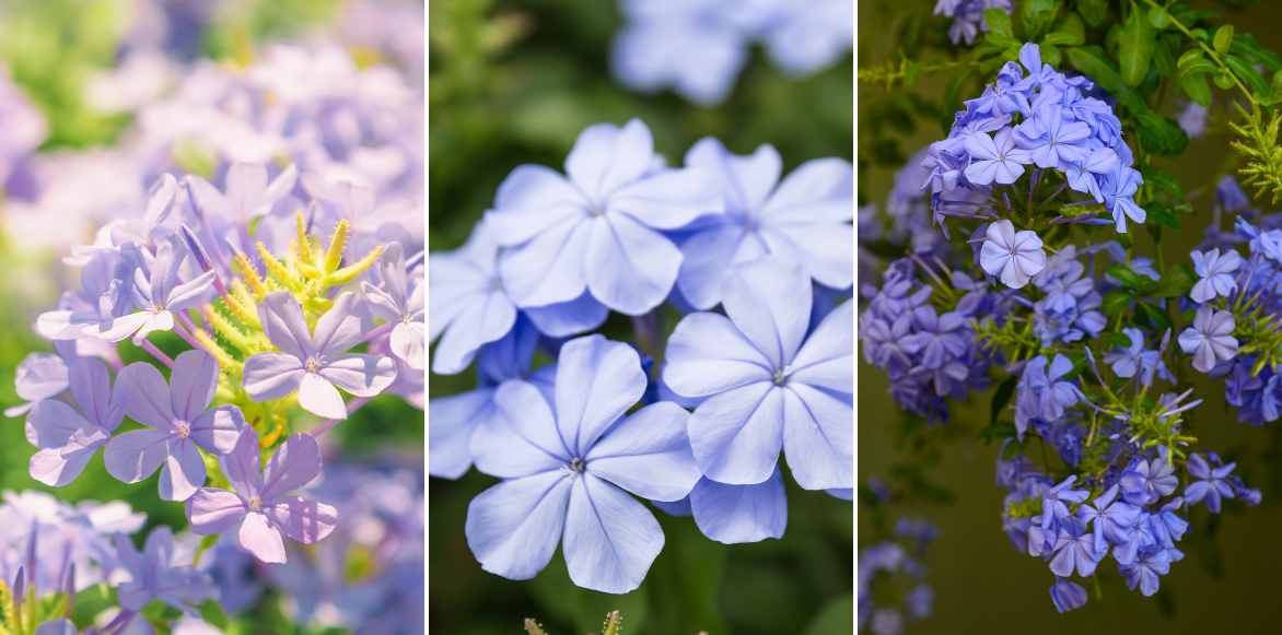 couleur bleue plumbago