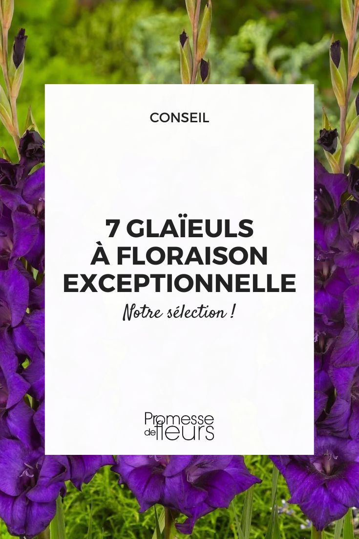 Gladiolus ‘Purple Flora’