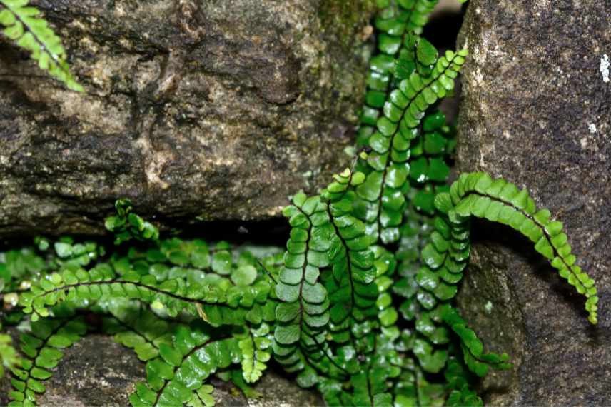 vegetaux plantes lithophytes