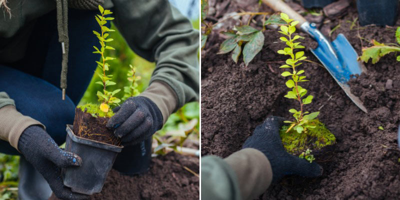 Comment planter le Berberis en pleine terre
